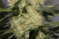LC Day 49 23