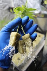 LC clones 21