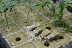 LC clones 23