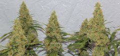 LC Day 56 17