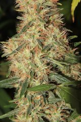 LC Day 63 21