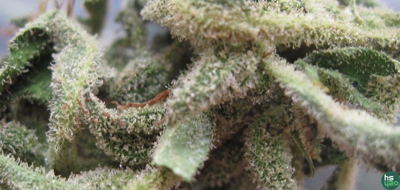 marijuana