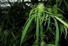 Dr Grinspoon (Barneys Farm)