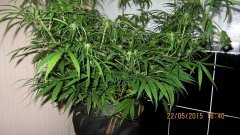 Dr Grinspoon (Barneys Farm)