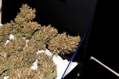 G-13 Haze fem. Barney Farms