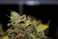 G-13 Haze fem. от Barney Farm