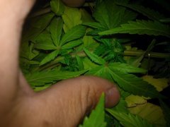 W.W. от  Spliff Seeds