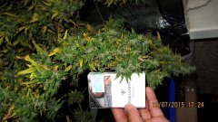 Dr Grinspoon (Barneys Farm)