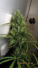 Dr Grinspoon (Barneys Farm)
