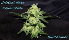 Critical Haze