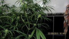 Dr Grinspoon (Barneys Farm)