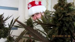 С Новым 2015 Годом