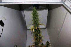 W.W. Spliff Seeds