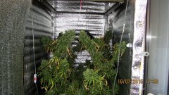 Dr Grinspoon (Barneys Farm)