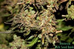 Amnesia  Bulk Seed Bank
