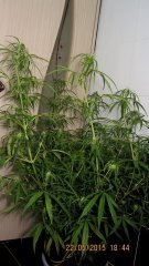 Dr Grinspoon (Barneys Farm)