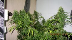 Dr Grinspoon (Barneys Farm)