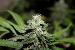 G-13 Haze fem. от Barneys Farm