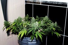 G-13 Haze fem. от Barneys Farm