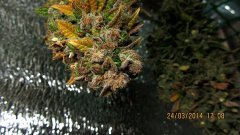 BCN Diesel 11 Цветения