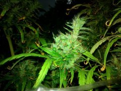 Dr Grinspoon (Barneys Farm)