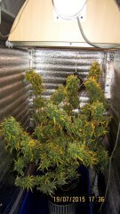 Dr Grinspoon (Barneys Farm)