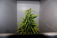 W.W. Spliff Seeds