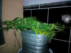 W.W. от  Spliff Seeds