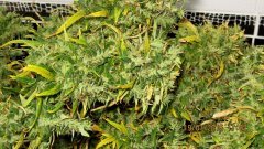 Dr Grinspoon (Barneys Farm)