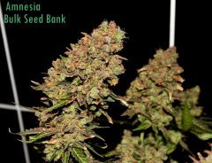 Amnesia  Bulk Seed Bank