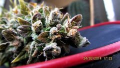 BCN Diesel 11 Цветения