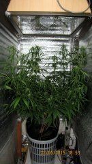 Dr Grinspoon (Barneys Farm)
