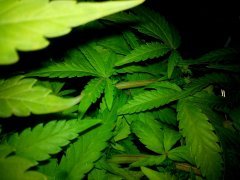 W.W. от  Spliff Seeds