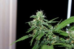 G-13 Haze fem. от Barneys Farm