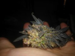 Purple Love (ферганский ландрейс) похож на BC God Bud