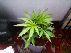 Indian Skunk