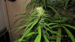 Dr Grinspoon (Barneys Farm)