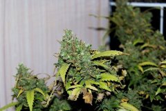G-13 Haze fem. от Barney Farm