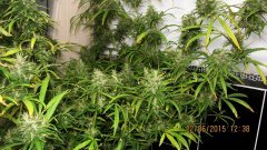 Dr Grinspoon (Barneys Farm)