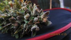 BCN Diesel