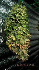 BCN Diesel 11 Цветения