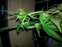 W.W. от  Spliff Seeds