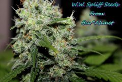 W.W. Spliff Seeds