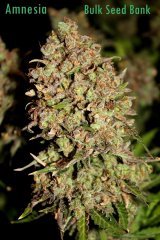 Amnesia Bulk Seed Bank