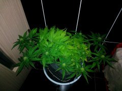 W.W. от  Spliff Seeds