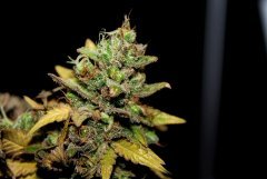 G-13 Haze fem. от Barney Farm