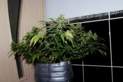 G-13 Haze fem. от Barneys Farm