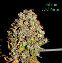 Euforia