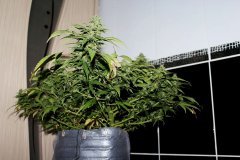 G-13 Haze fem. от Barneys Farm