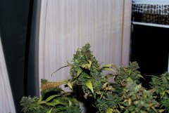 G-13 Haze fem. от Barney Farm